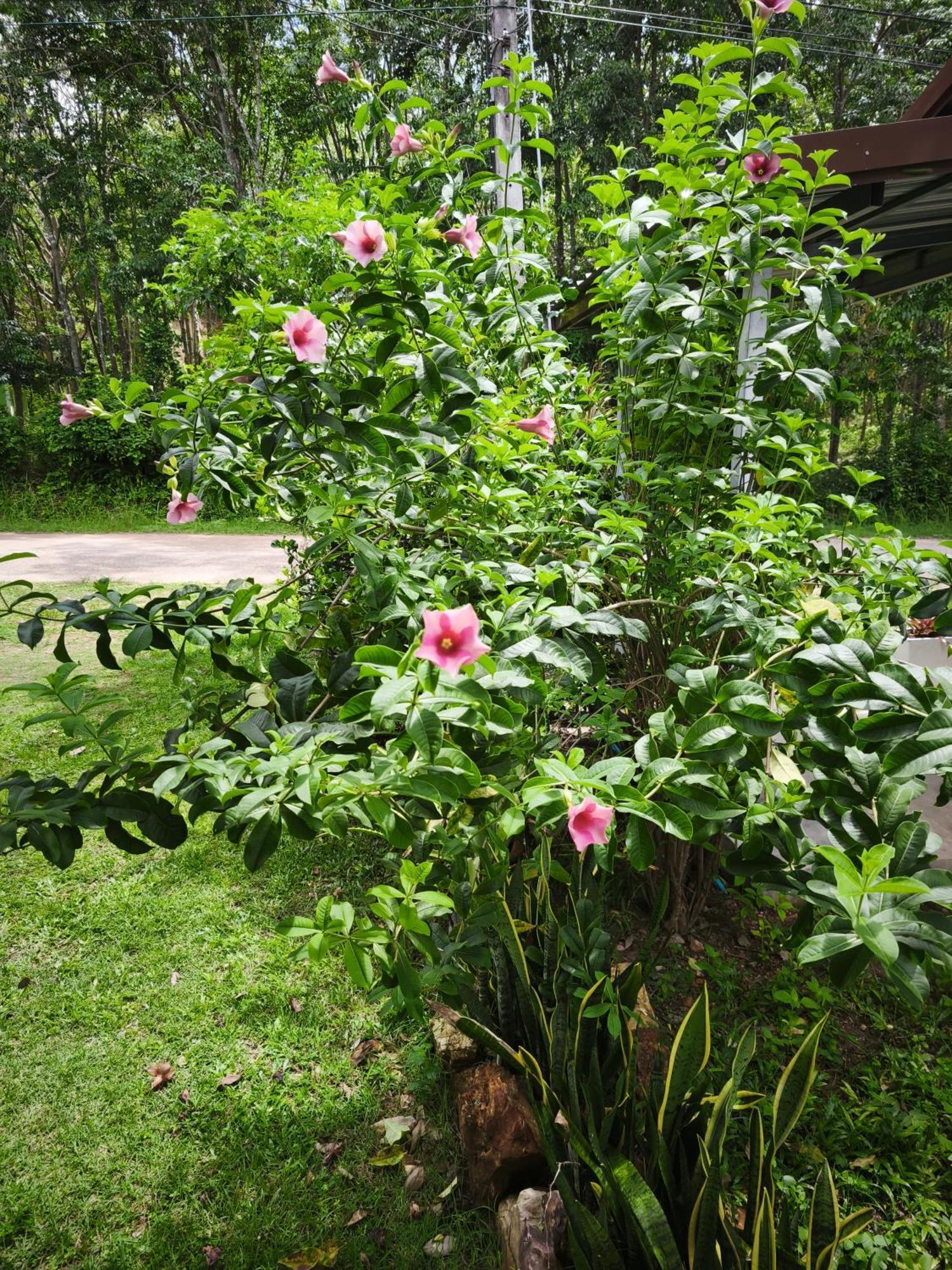 The Secret Garden Homestay Koh Yao Yai Ko Yao Exterior foto